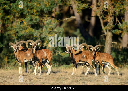 Mufflons, maennlich, Nationalpark Hoge Veluwe, Provinz Gueldre, Pays-Bas, (Ovis ammon) Banque D'Images