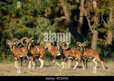 Mufflons, maennlich, Nationalpark Hoge Veluwe, Provinz Gueldre, Pays-Bas, (Ovis ammon) Banque D'Images