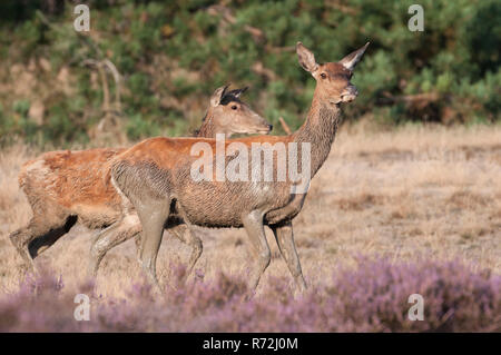 Rothirsche, weiblich, le parc national De Hoge Veluwe, Provinz Gueldre, Pays-Bas, (Cervus elaphus) Banque D'Images