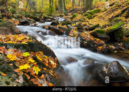 Bergbach, Fluss Ilse, Ilsenburg, Nationalpark Harz, Sachsen-Anhalt, Allemagne Banque D'Images
