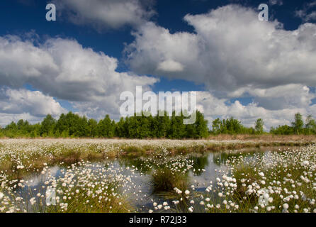 Diepholzer Moorniederung Goldenstedter Moor,, Niedersachsen, Deutschland Banque D'Images