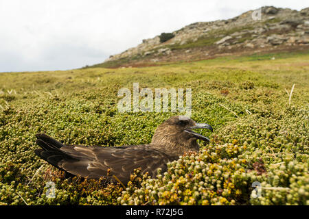 L'île de la carcasse, Îles Falkland, Royaume-Uni, Skua subantarctique, (Stercorarius antarcticus) Banque D'Images