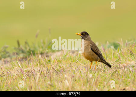 L'île de la carcasse, Îles Falkland, Royaume-Uni, Austral thrush (Turdus falcklandii), Banque D'Images