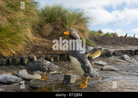 L'Île Sealion, Îles Falkland, Royaume-Uni, Îles Malouines Steamer Duck, aptère (Tachyeres brachypterus) Banque D'Images