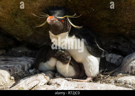 L'Île Saunders, Îles Falkland, Royaume-Uni, le sud de Rockhopper Penguin avec les poussins, (Eudyptes chrysocome) Banque D'Images