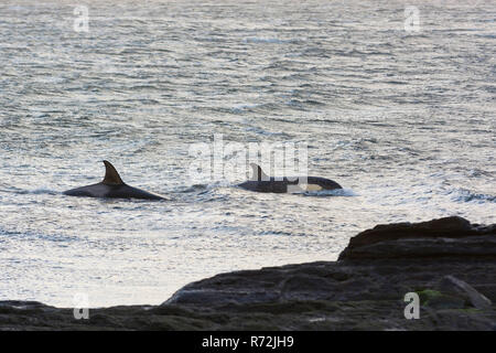 L'Île Sealion, Îles Falkland, Royaume-Uni, l'orque, baleines, (Orcinus orca) Banque D'Images