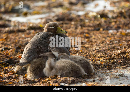 L'Île Sealion, Îles Falkland, Royaume-Uni, Îles Malouines voler Steamer Duck avec (Tachyeres brachypterus canetons,) Banque D'Images