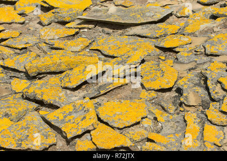 L'Île Sealion, Îles Falkland, Royaume-Uni, les lichens Banque D'Images