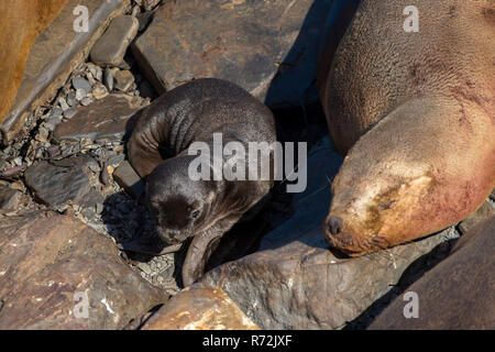 L'Île Sealion, Îles Falkland, Royaume-Uni, Lion de mer d'Amérique du Sud avec les jeunes, (Otaria flavescens) Banque D'Images