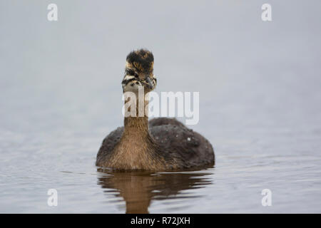 Pebble Island, Îles Falkland, Royaume-Uni, à blanc, grebe (Rollandia rolland) Banque D'Images