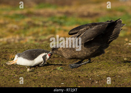 L'île de la carcasse, Îles Falkland, Royaume-Uni, Skua subantarctique, (Stercorarius antarcticus) Banque D'Images