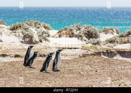 Point volontaires, Îles Falkland, Royaume-Uni, Magelannic pingouin, (Spheniscus magellanicus) Banque D'Images