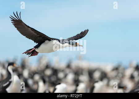 L'Île Sealion, Îles Falkland, Royaume-Uni, Roi Cormorant, Phalacrocorax (albiventer) Banque D'Images