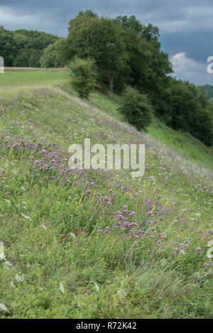 Prairie avec la marjolaine sauvage, schoental, jagst valley, région Hohenlohe, Bade-Wurtemberg, Allemagne, Heilbronn-Franconia (Origanum vulgare), Banque D'Images