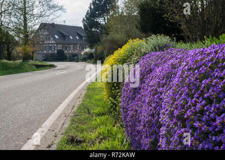 Rock cress, schwaebisch hall, région Hohenlohe, Bade-Wurtemberg, Heilbronn-Franconia, Allemagne, (Aubrieta) Banque D'Images