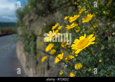 Camomille jaune, weinsberg, Heilbronn-Franconia, Bade-Wurtemberg, Allemagne, (Anthemis tinctoria) Banque D'Images