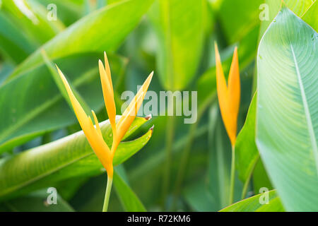 Bird of Paradise flower Banque D'Images