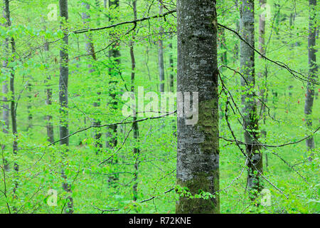 Les hêtres, Allemagne (Fagaceae, Fagus) Banque D'Images