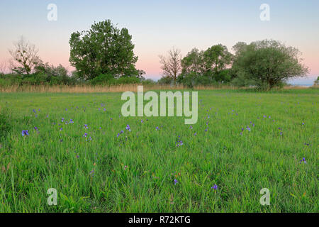 La Sibérie drapeau, Eriskircher Ried, le lac de Constance, le printemps, l'Allemagne (Iris sibirica) Banque D'Images