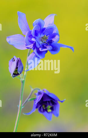 L'ancolie, l'Allemagne (Aquilegia vulgaris) Banque D'Images