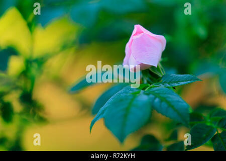 Wild dog rose, Allemagne (rosa canina) Banque D'Images