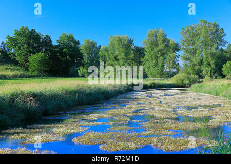 La renoncule d'eau, rivière Lauchert, vallée de Lauchert, Allemagne, (Ranunculus fluitans) Banque D'Images