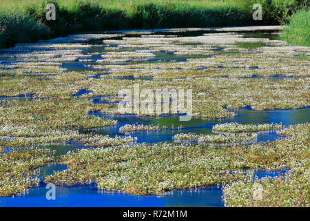 La renoncule d'eau, rivière Lauchert, vallée de Lauchert, Allemagne, (Ranunculus fluitans) Banque D'Images