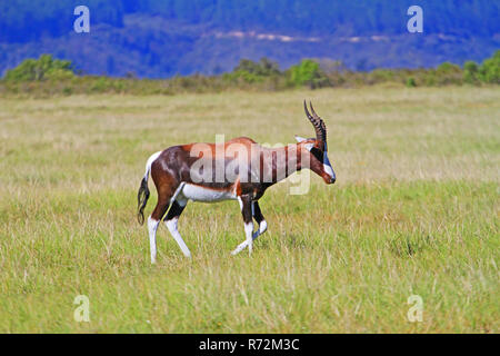 Les couleurs sont Bontebok bok de l'Afrique du Sud Banque D'Images