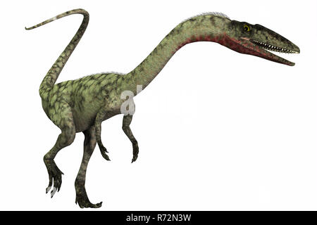 Coelophysis on White Banque D'Images