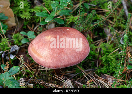 Tricholomopsis rutilans, prunes et de Champignons Crème anglaise Banque D'Images