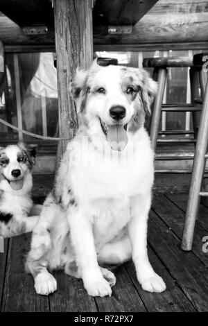 L'empathie et de l'assistance concept. Les chiens se reposant sur un plancher en bois dans la région de Key West, États-Unis d'Amérique. Chiots avec blanc, bruns et noirs en dessous de la table. Animaux domestiques et des animaux domestiques. Les amis et l'amitié. Banque D'Images
