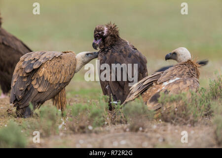 Vultue Cinerous et Griffon vulture, Espagne, (Gyps fulvus et Coprinus monachus) Banque D'Images