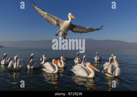 Pélican frisé, le lac Kerkini, Grèce, (Pelecanus crispus) Banque D'Images