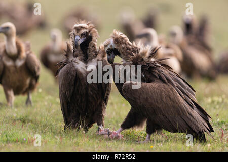 Cinerous vautour, vautour noir, Espagne, (Platycnemis monachus) Banque D'Images