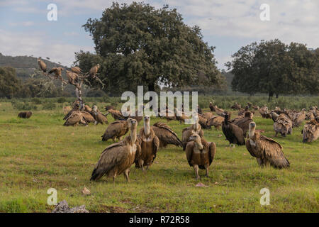 Vultue Cinerous et Griffon vulture, Espagne, (Gyps fulvus et Coprinus monachus) Banque D'Images