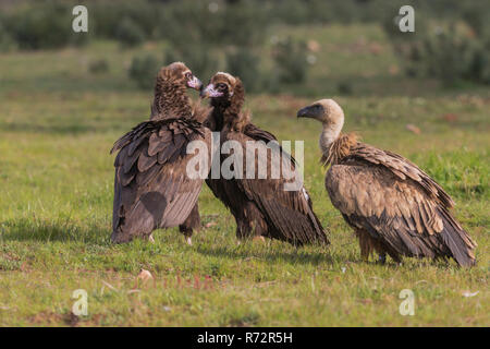 Vultue Cinerous et Griffon vulture, Espagne, (Gyps fulvus et Coprinus monachus) Banque D'Images