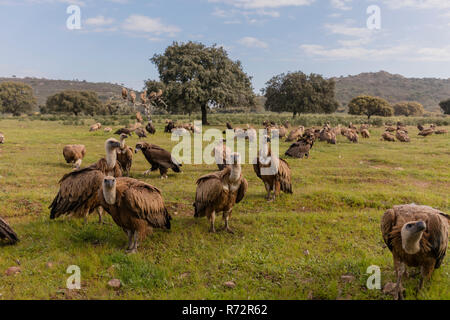 Vultue Cinerous et Griffon vulture, Espagne, (Gyps fulvus et Coprinus monachus) Banque D'Images