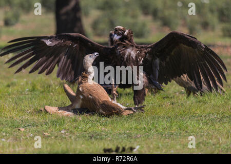 Vultue Cinerous et Griffon vulture, Espagne, (Gyps fulvus et Coprinus monachus) Banque D'Images