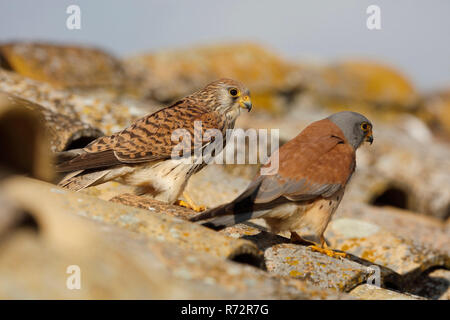 Faucon crécerellette, Espagne, (Falco naumanni) Banque D'Images