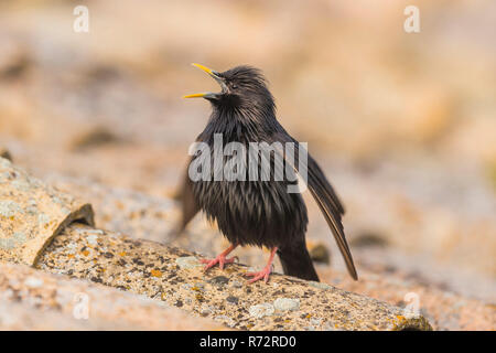 Spotless starling Sturnus unicolor,(Espagne) Banque D'Images