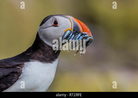 Macareux moine avec poissons, GO, Iles Farne, (Fratercula arctica) Banque D'Images