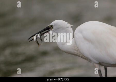 L'aigrette garzette, le lac Kerkini, Grèce, (Egretta garzetta) Banque D'Images