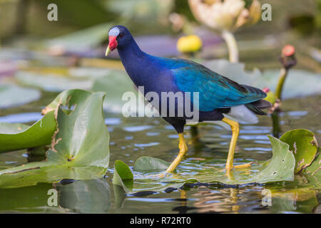 Purple gallinule, Floride, Everglades, (Porphyrio martinicus) Banque D'Images