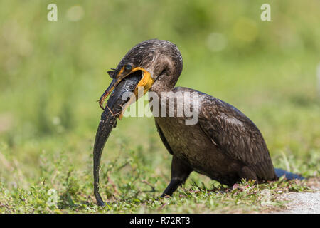 Double-crested cormorant, Floride, (Phalacrocorax auritus) Banque D'Images