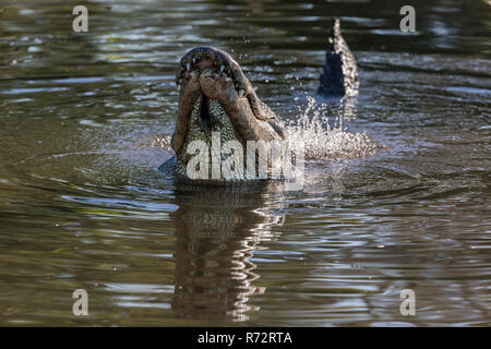 Alligator, USA, Floride, Gatorland, Alligator mississippiensis () Banque D'Images