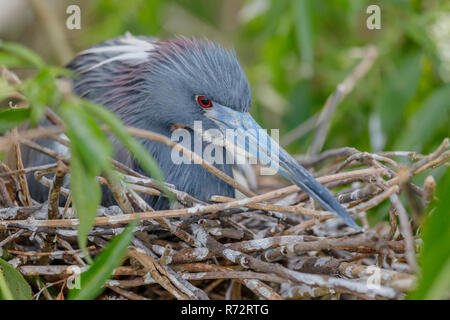 Aigrette tricolore, en Floride, (Egretta tricolor) Banque D'Images