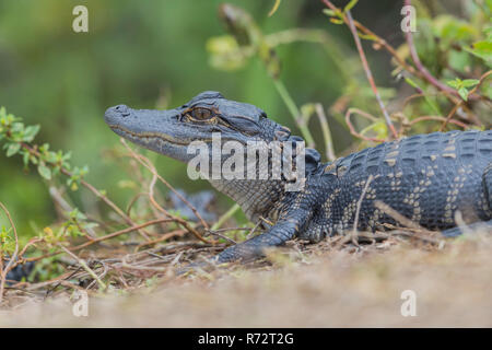 Juv Alligator, USA, Floride, Everglades Alligator mississippiensis), ( Banque D'Images