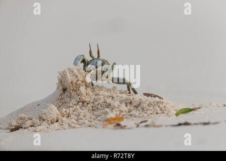 Le crabe fantôme aux yeux de l'avertisseur sonore, Bird island, Seychelles, (Ocypode) ceratophthalmus Banque D'Images