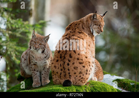 Lynx eurasien avec cub, (Lynx lynx) Banque D'Images