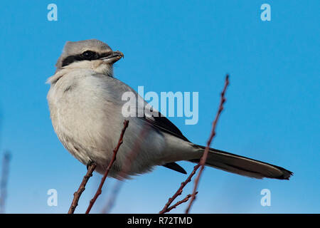 Grande migratrice, homme, gris (Lanius excubitor) Banque D'Images